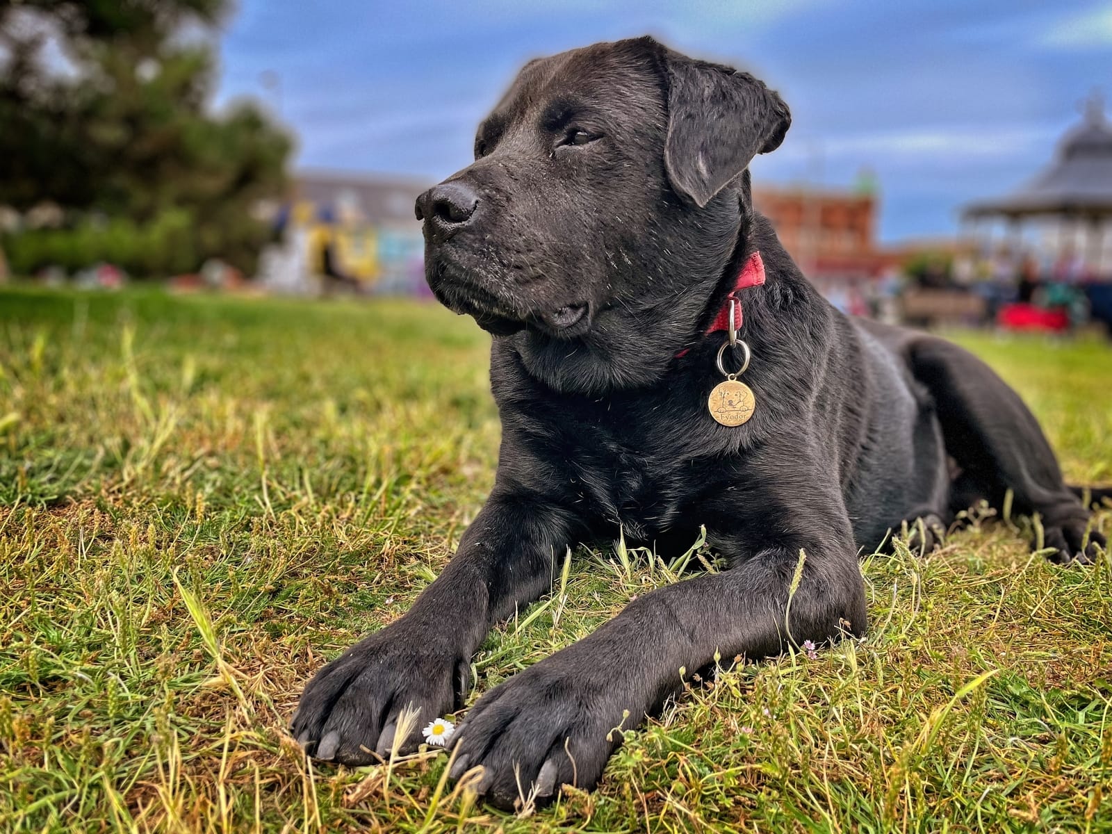 Black labrador cross dog lying on the grass outdoors