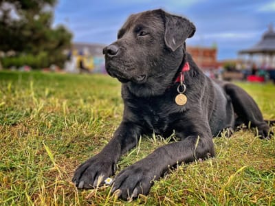 Sunny Dog Day