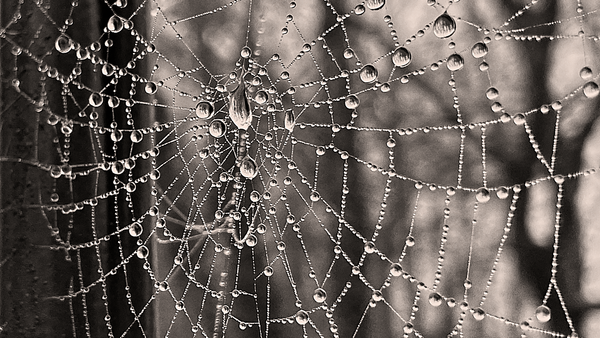 Black and white image of moisture droplets on a spider's web